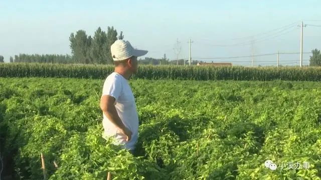 菜农|灭顶之灾！这款肥让山东菜农损失超过300万