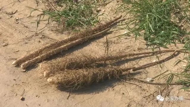 菜农|灭顶之灾！这款肥让山东菜农损失超过300万