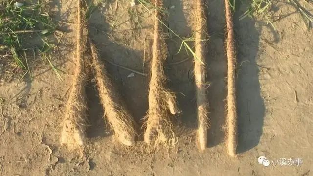 菜农|灭顶之灾！这款肥让山东菜农损失超过300万