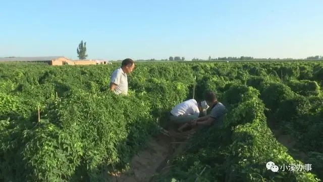 菜农|灭顶之灾！这款肥让山东菜农损失超过300万