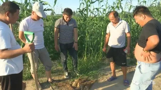 菜农|灭顶之灾！这款肥让山东菜农损失超过300万