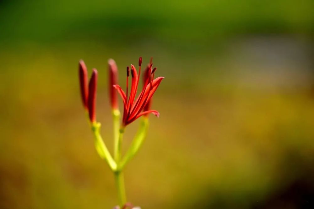 彼岸花开 摄影咋拍 25字口诀总结5个创作思路 快收藏起来 腾讯新闻