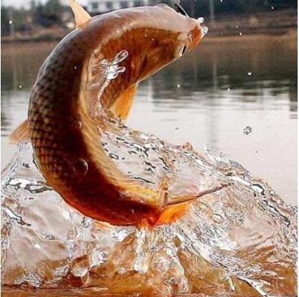 灵签占卜凭直觉哪一条鲤鱼跃龙门测你在别人眼中多有出息