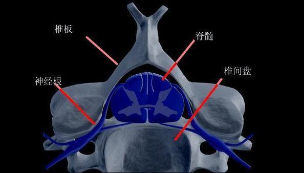 從頸椎的解剖結構來說,頸椎由椎體,椎弓,突起等基本結構組成,椎體間由