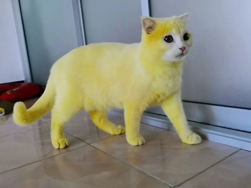 猫咪|主人用偏方给猫咪治皮肤病，涂完药画风却十分奇怪：灵魂画手呀