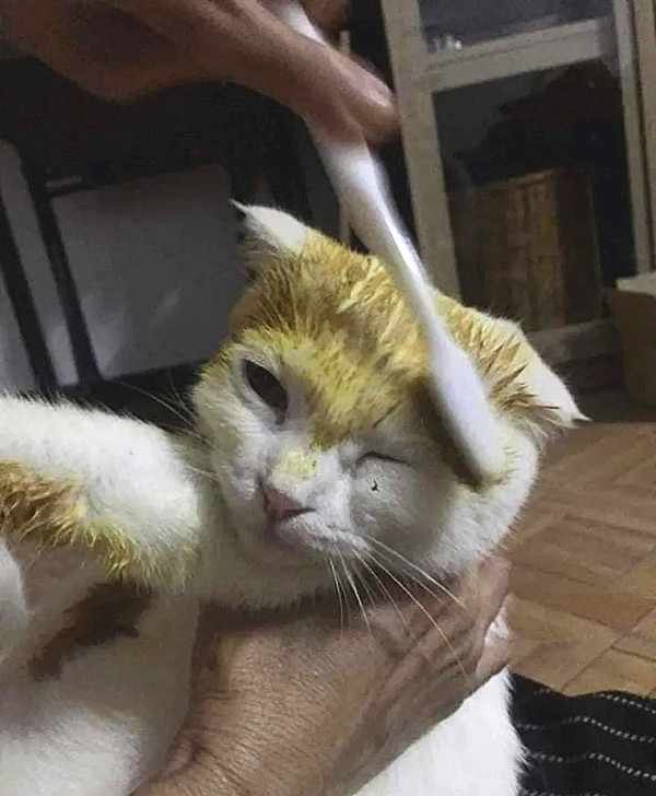 猫咪|主人用偏方给猫咪治皮肤病，涂完药画风却十分奇怪：灵魂画手呀