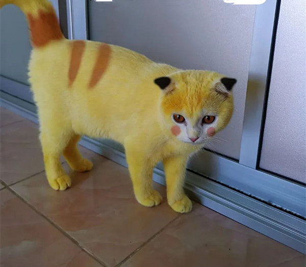猫咪|主人用偏方给猫咪治皮肤病，涂完药画风却十分奇怪：灵魂画手呀