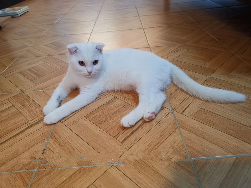 猫咪|主人用偏方给猫咪治皮肤病，涂完药画风却十分奇怪：灵魂画手呀