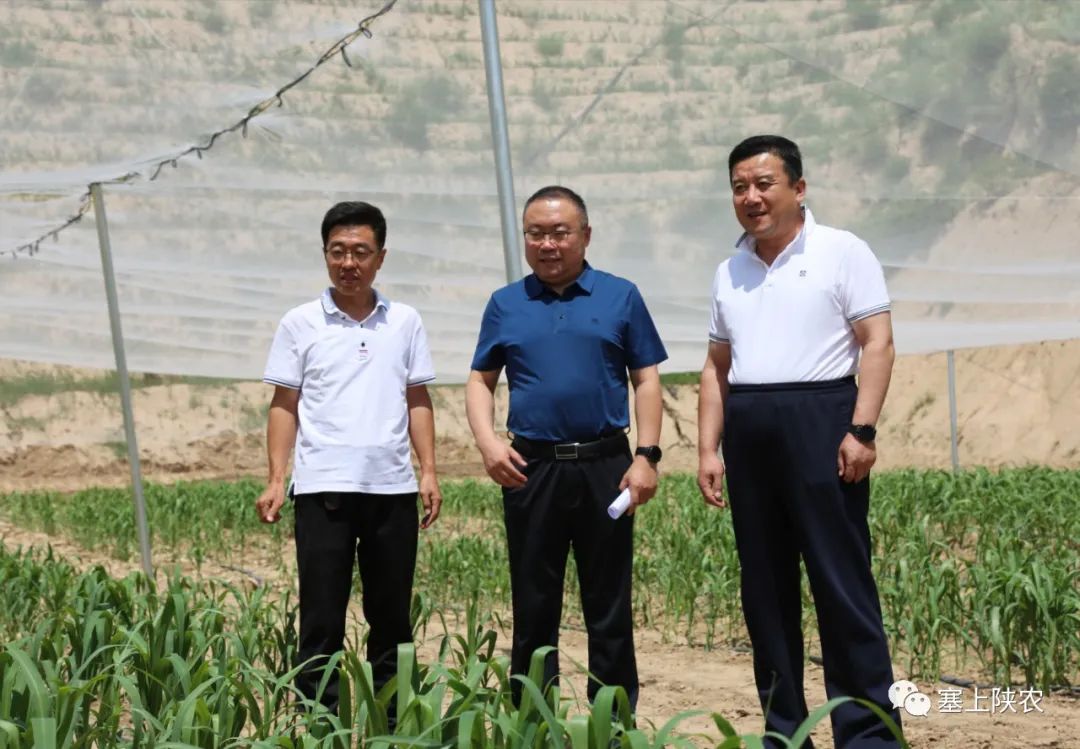 米脂县委常委,常务副县长崔飞介绍,米脂县委,县政府将小米确定为首位