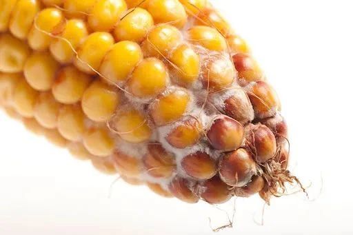 谷子|吃了受潮发霉的谷子后，科学家发现雄性动物们纷纷变娘了