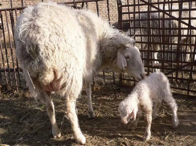 谷子|吃了受潮发霉的谷子后，科学家发现雄性动物们纷纷变娘了