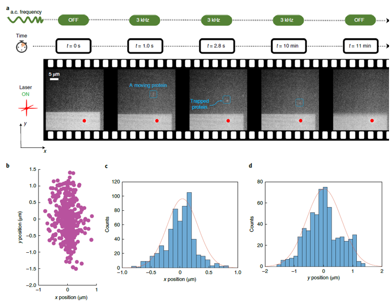 光镊|神操作！一把“镊子”，皆是顶刊！诺奖之后，又有新突破！