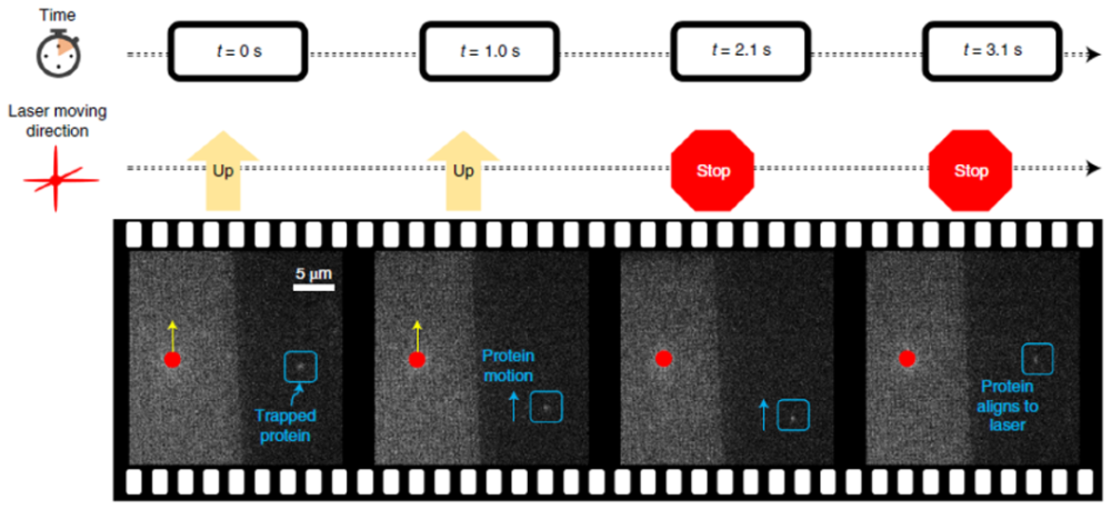 光镊|神操作！一把“镊子”，皆是顶刊！诺奖之后，又有新突破！