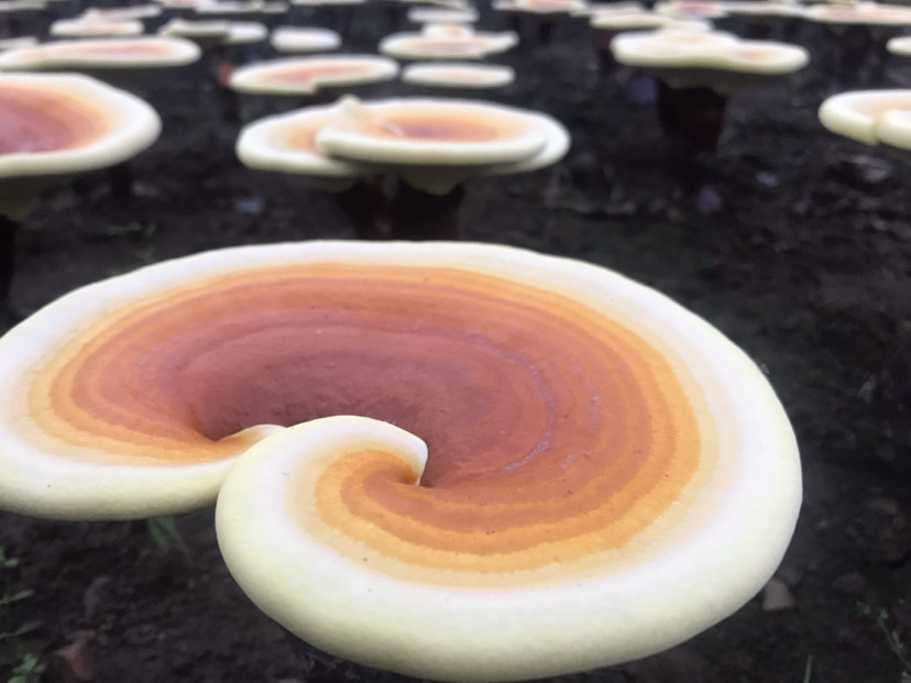 灵芝对抗淋巴瘤 腾讯新闻