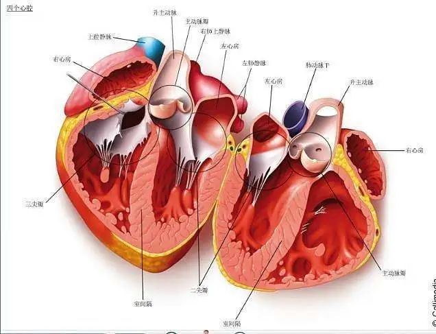 【人医技术】让心不再乱跳 | 心脏中心成功应用心