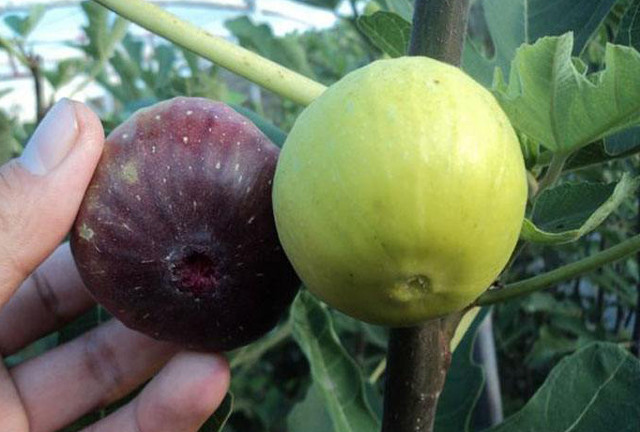 北方种植无花果5点方法保障安全越冬简单省事促高产