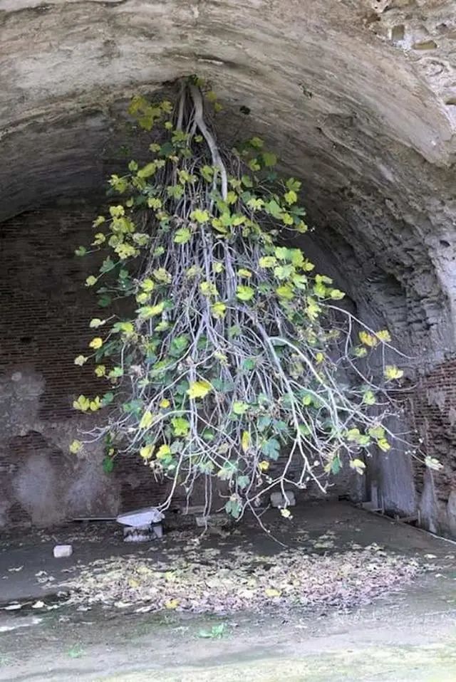 植物|25张不可思议的植物照片，告诉你生命有多顽强