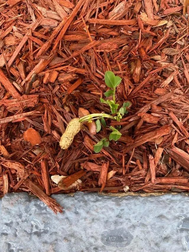 植物|25张不可思议的植物照片，告诉你生命有多顽强