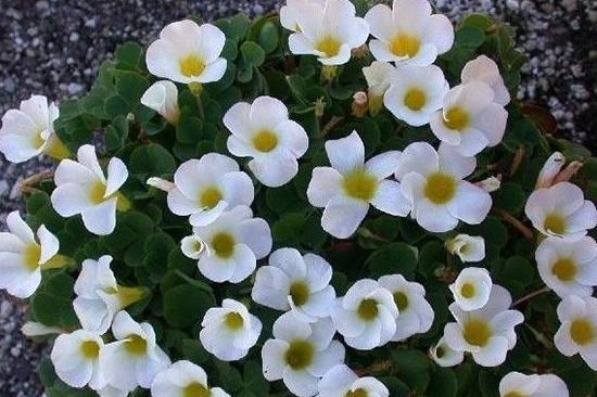 幸运草|三叶草，长4片叶子则被誉为幸运草，生命力旺盛！耐旱、好养