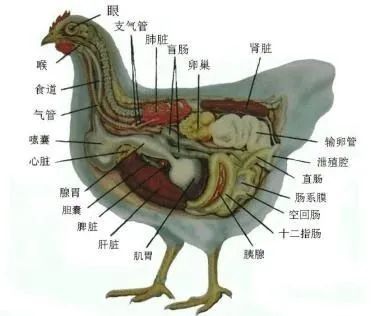 远程诊断鸡病要点