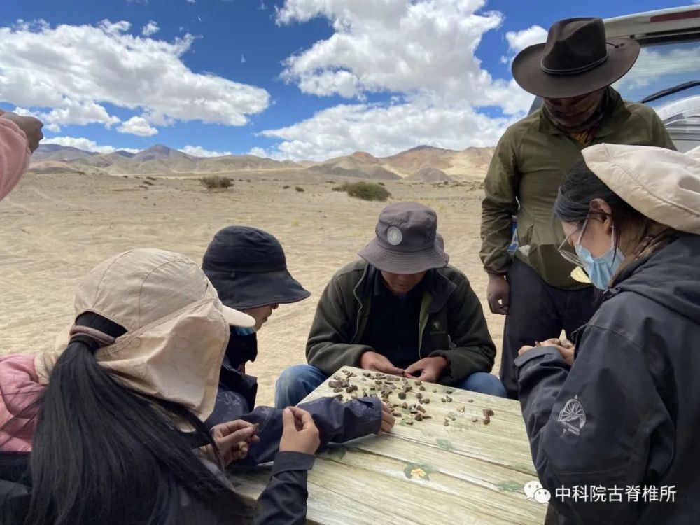 青藏高原|青藏高原上的发掘