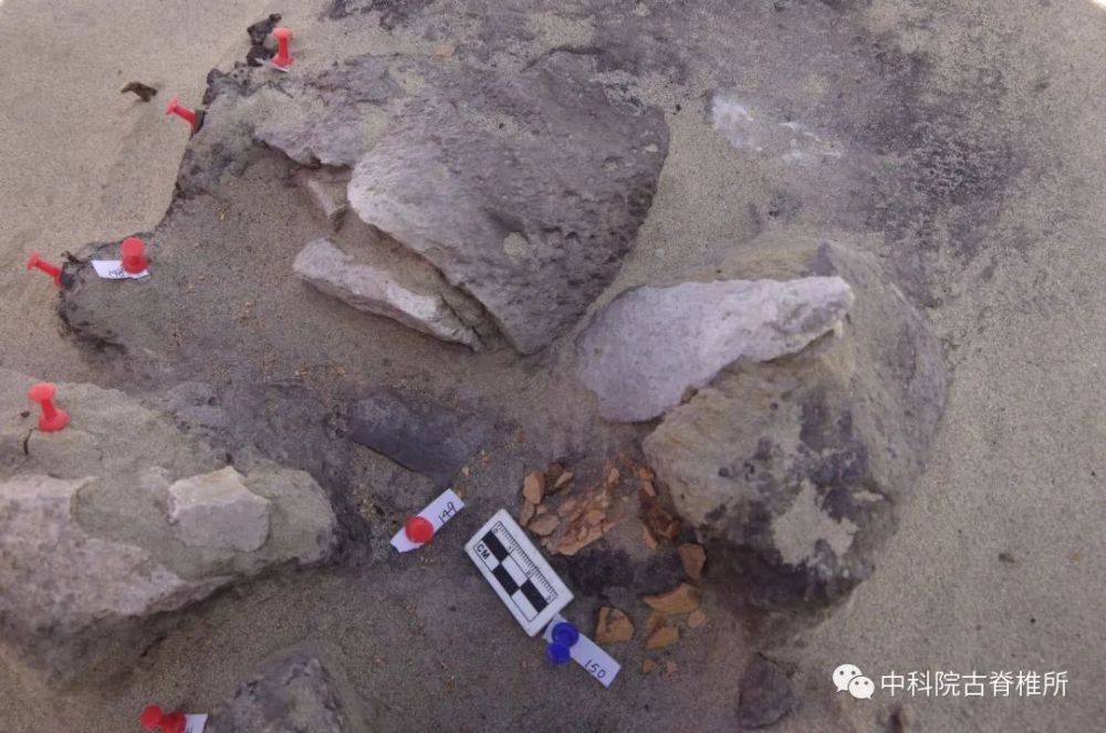 青藏高原|青藏高原上的发掘