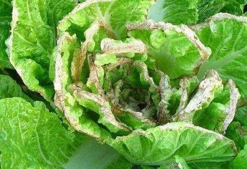 大白菜进入旺盛生长期 叶片受到霜霉病困扰 准确诊断 及早防治 霜霉病 白菜