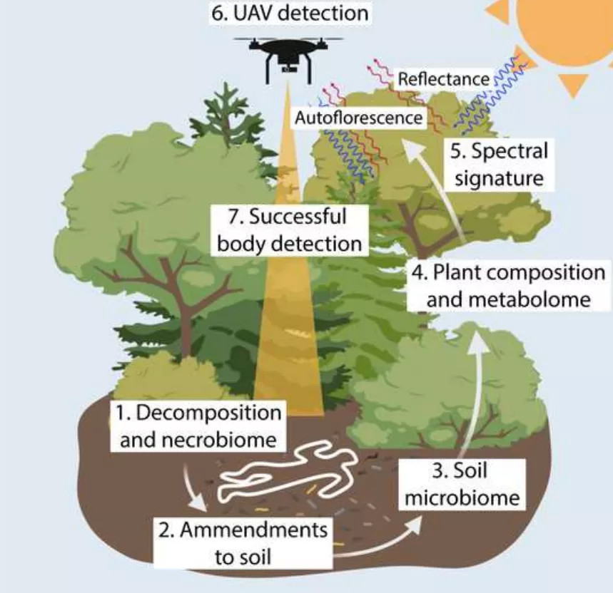植物|隐秘的角落：森林吐露遗体埋藏处的秘密