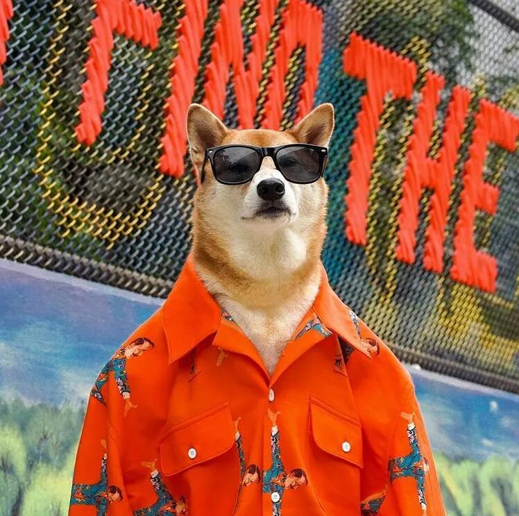 狗中王老五,只因长得帅,你活的如它吗?