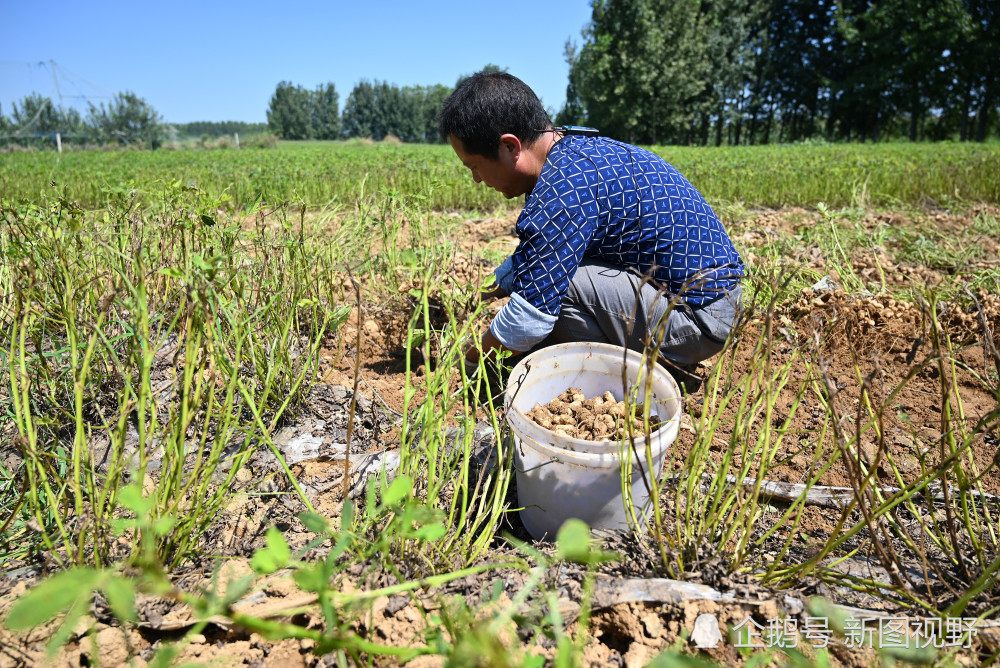 烈日下农民徒手薅花生不停地捡漏种地不易不捡可惜了