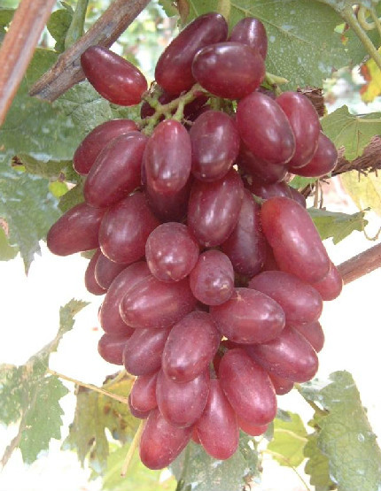 入秋后这种水果多吃点营养价值高还美容抗衰老