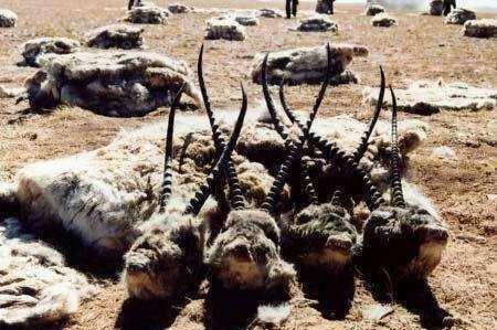 大量藏羚羊遭猎杀,到底是谁破坏了《可可西里》?