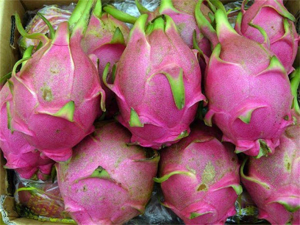 水果酒酿酒技术-家庭自制火龙果酒技术