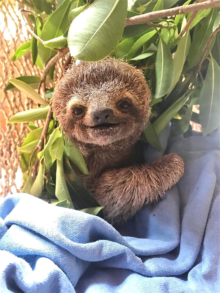 小树懒摔伤后腿树懒幼儿园收留了它还用针灸为它治疗