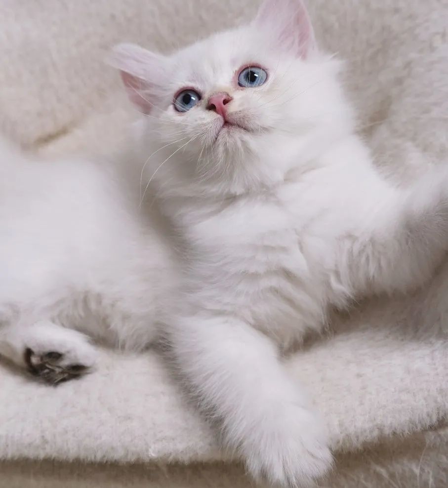 猫藓到底难不难治 腾讯新闻