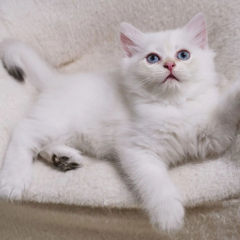 猫藓到底难不难治 腾讯新闻