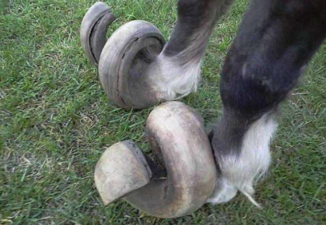 矮脚马10年未剪马蹄,马蹄严重变形弯曲,人们只好把它锯掉!