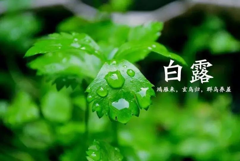 白露|白露到，这样进补可滋阴益气，预防4种疾病