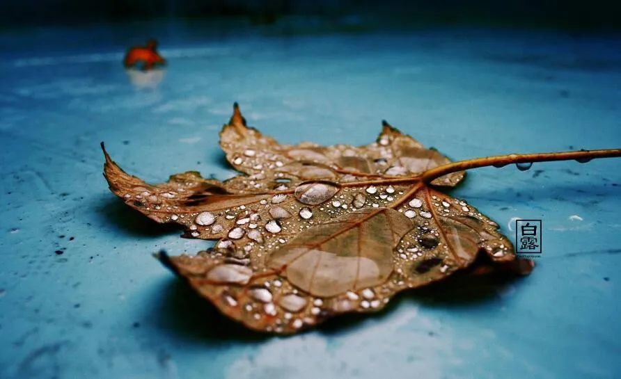 白露|白露到，这样进补可滋阴益气，预防4种疾病