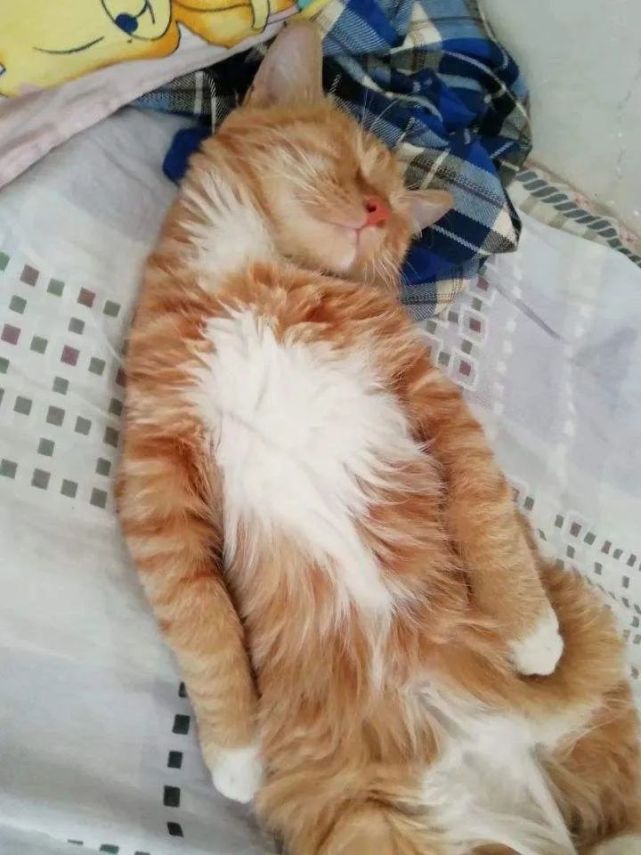 一组猫咪露肚皮的可爱图片:看到第三张就想立马去撸猫了