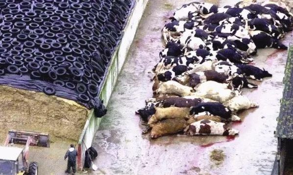 食人族与疯牛病哺乳动物为什么不能同类相食来自朊病毒的诅咒