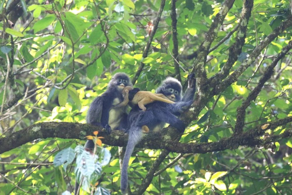 高黎贡山|“秘境之眼”下的高黎贡山