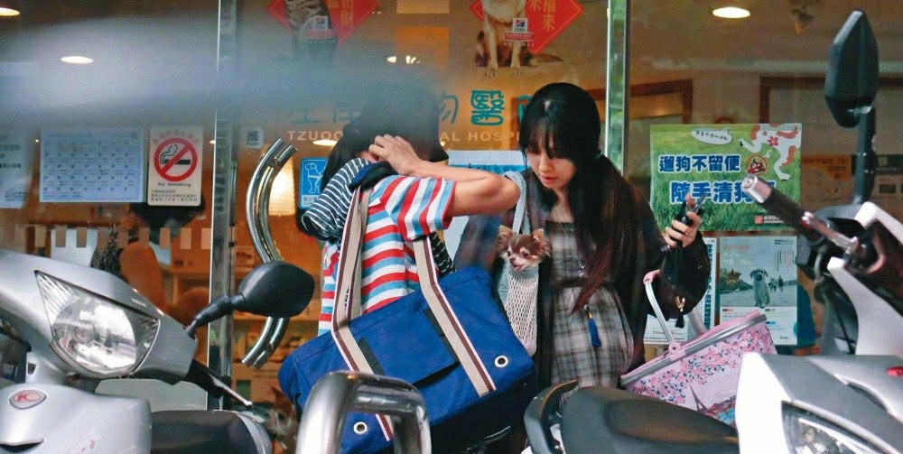 郭爸|郭碧婷被指已经平安生产？郭爸直接回应：明明就是狗玩具，这都能编也是醉了