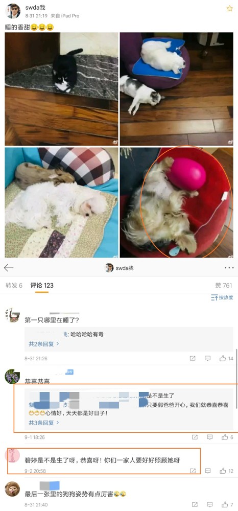 郭爸|郭碧婷被指已经平安生产？郭爸直接回应：明明就是狗玩具，这都能编也是醉了