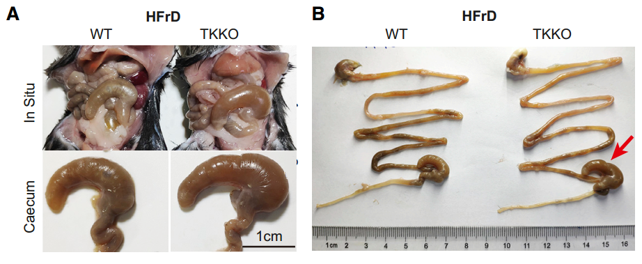 缺乏tk的小鼠盲肠出现水样内容物不过这些症状主要还是因为缺乏tk的