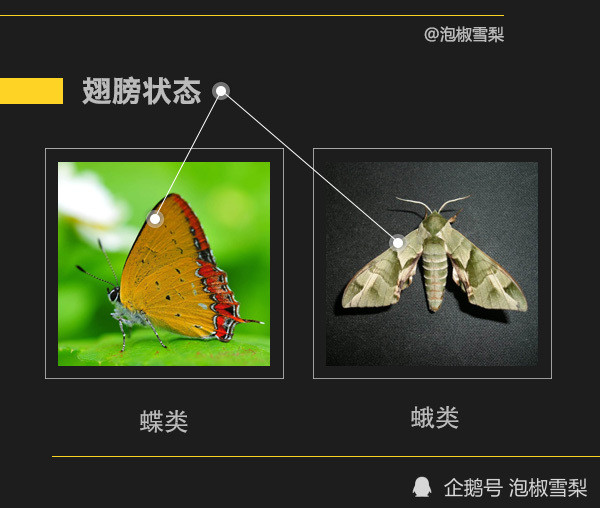 中国最珍贵的20种蝴蝶图片,帮你辨别蝴蝶还是蛾子_腾讯新闻