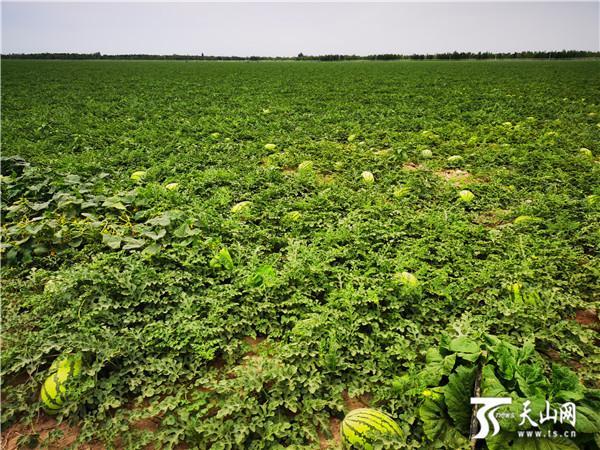 昌吉国家农业科技园区的老龙河西瓜种植基地.