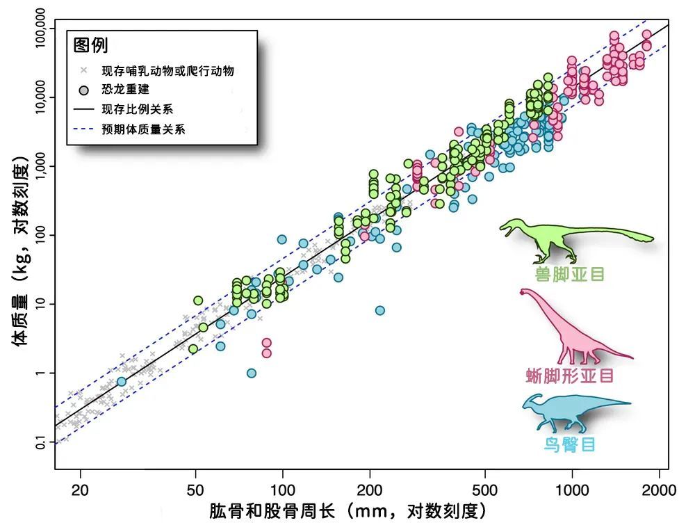 恐龙|明明只有化石，我们如何得知几千万年前动物的重量？