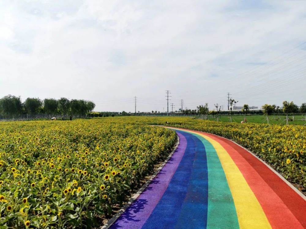 周末打卡好去处天津七彩花田的向日葵缤纷绽放
