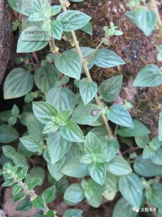 拔膿膏見過嗎清熱利溼解毒排膿用於痢疾腸炎尿路感染